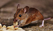 24 Hour & Emergency Exterminators in Westchester, IL